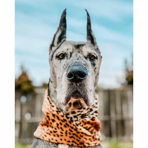 Chelsea Dog/Hooman Scarf