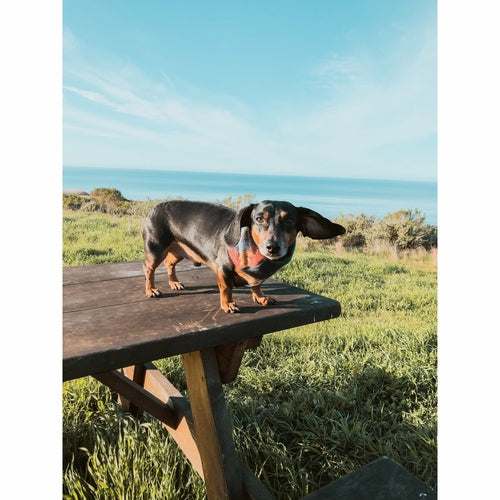 Sequoia Dog/Hooman Scarf