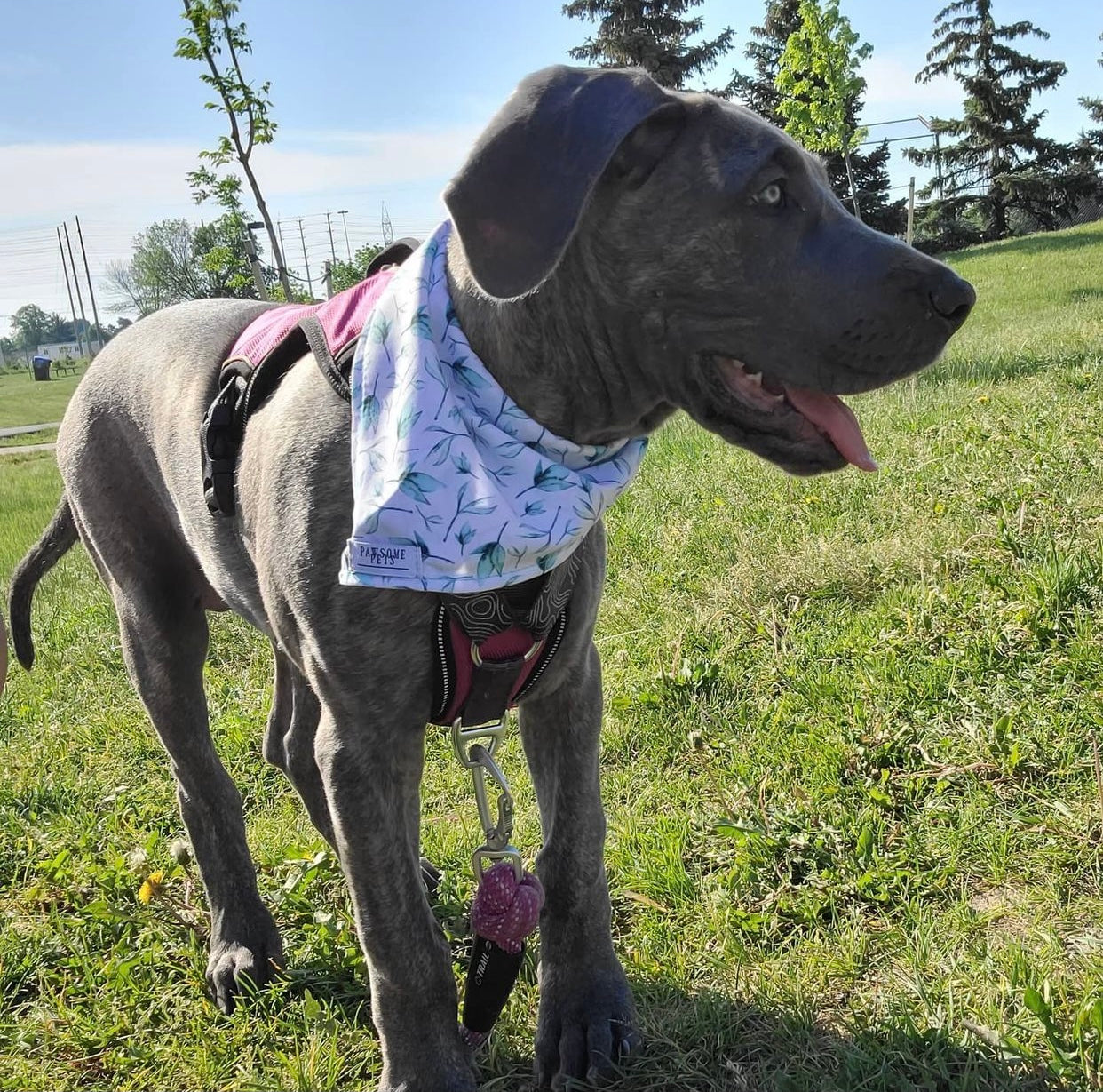 PET BANDANA - LEAF