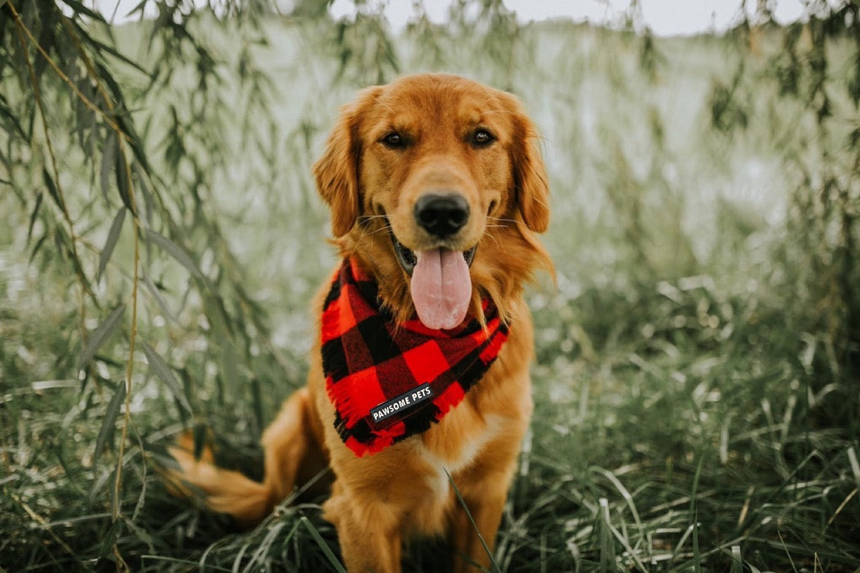 PET BANDANA - FINLEY