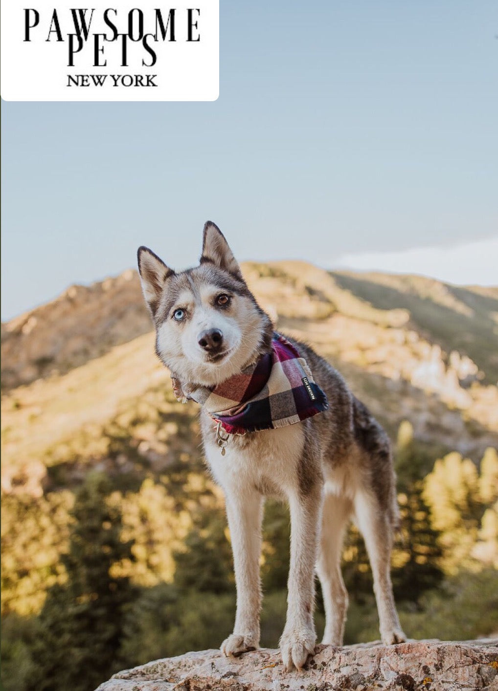 PET BANDANA - ALPINE