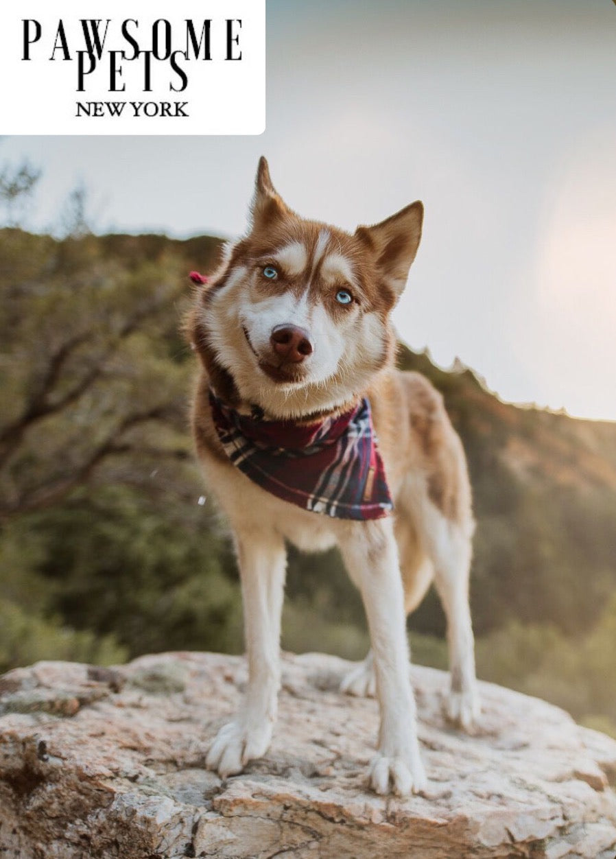 PET BANDANA - TINSEL