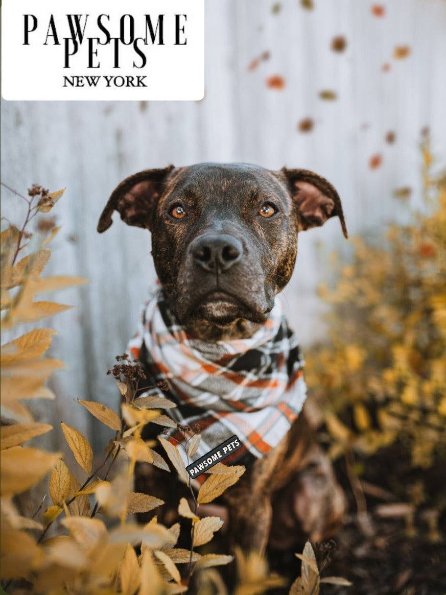 PET BANDANA - JASPER