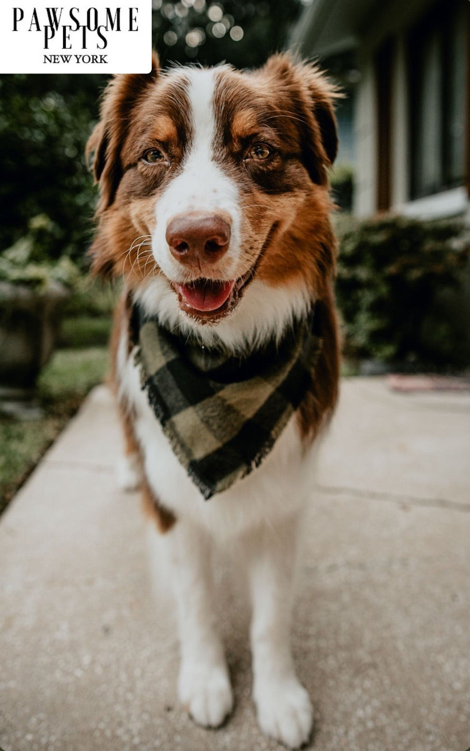 PET BANDANA - EVERGREEN