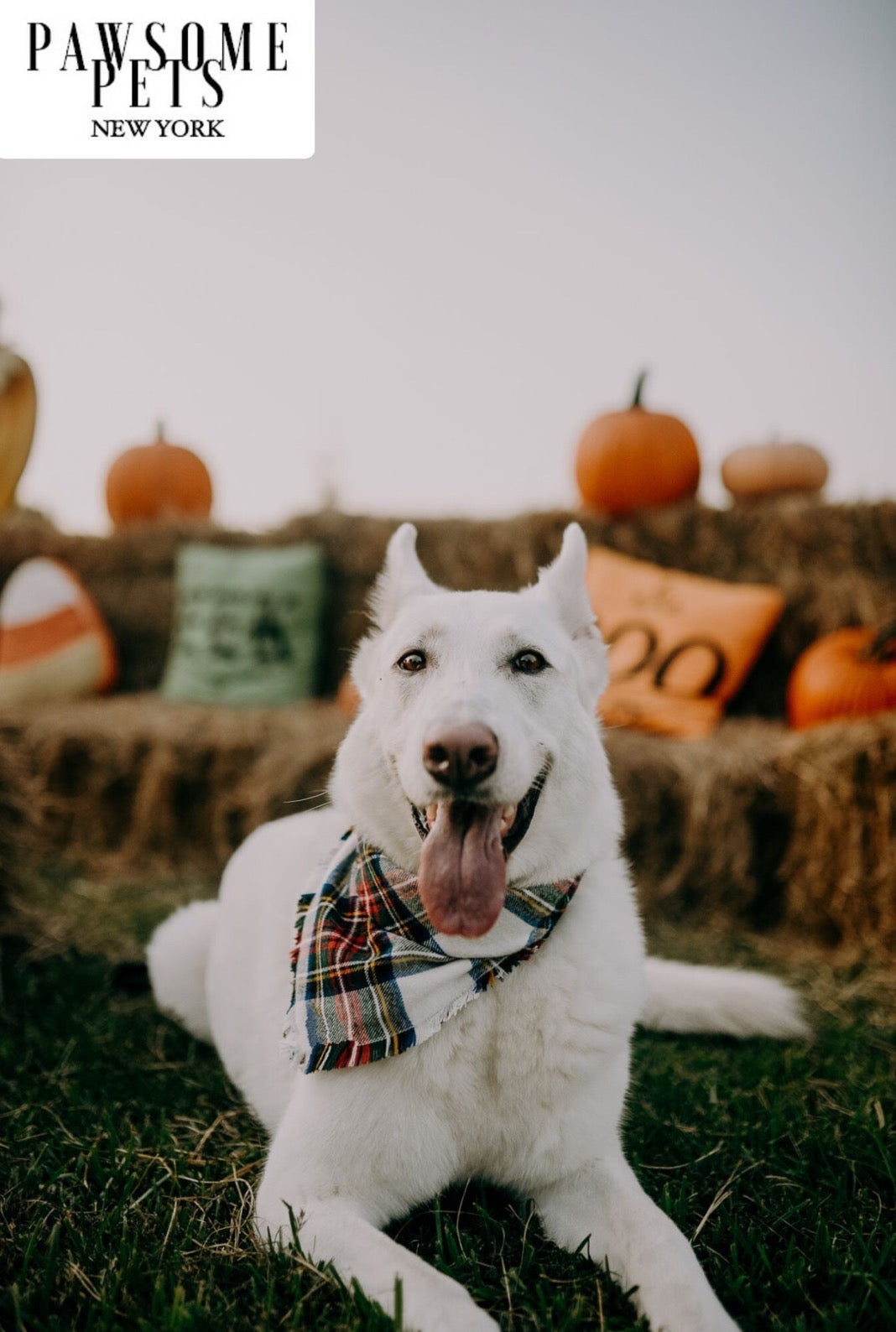 PET BANDANA - HOLLY