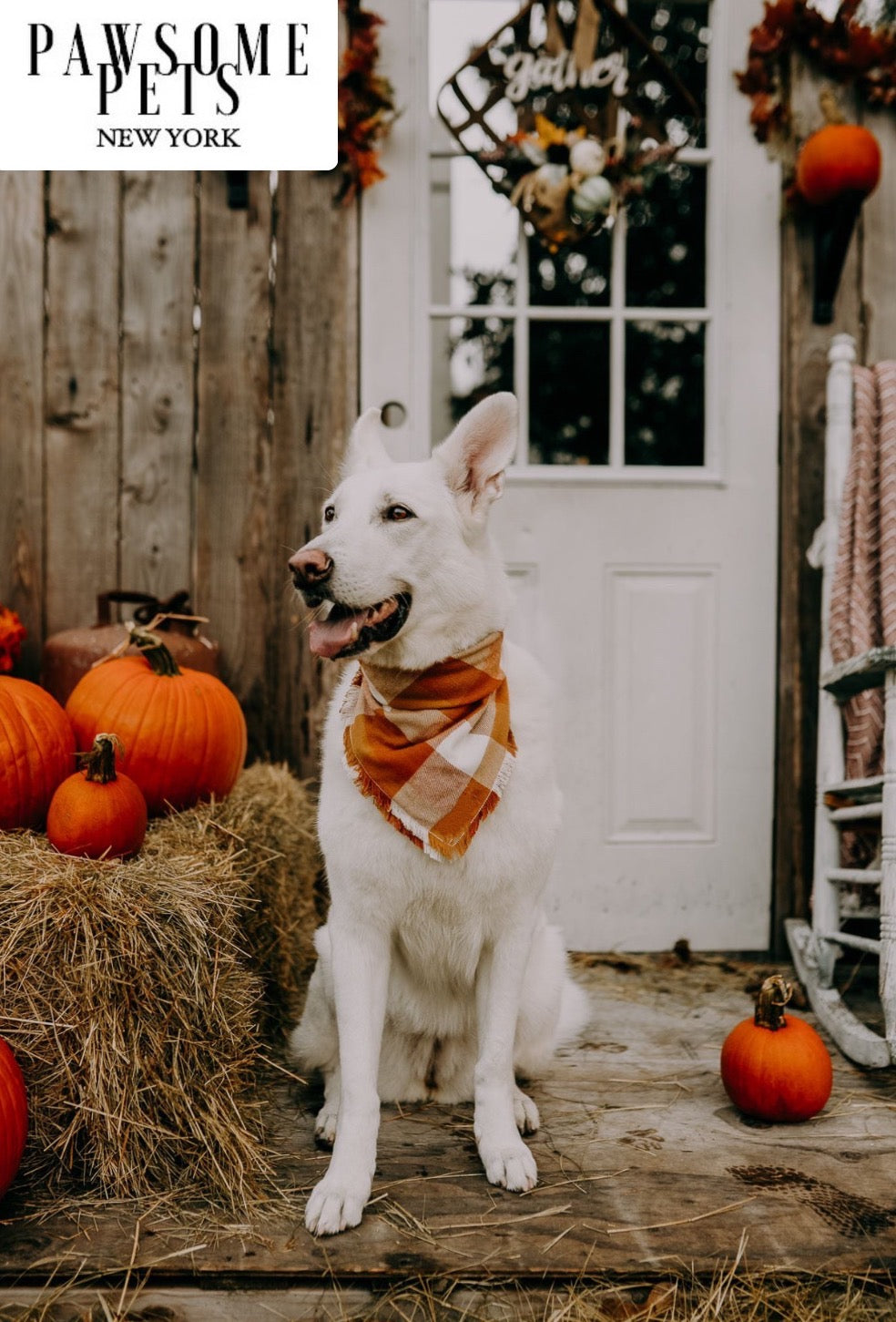 PET BANDANA - PUMPKIN