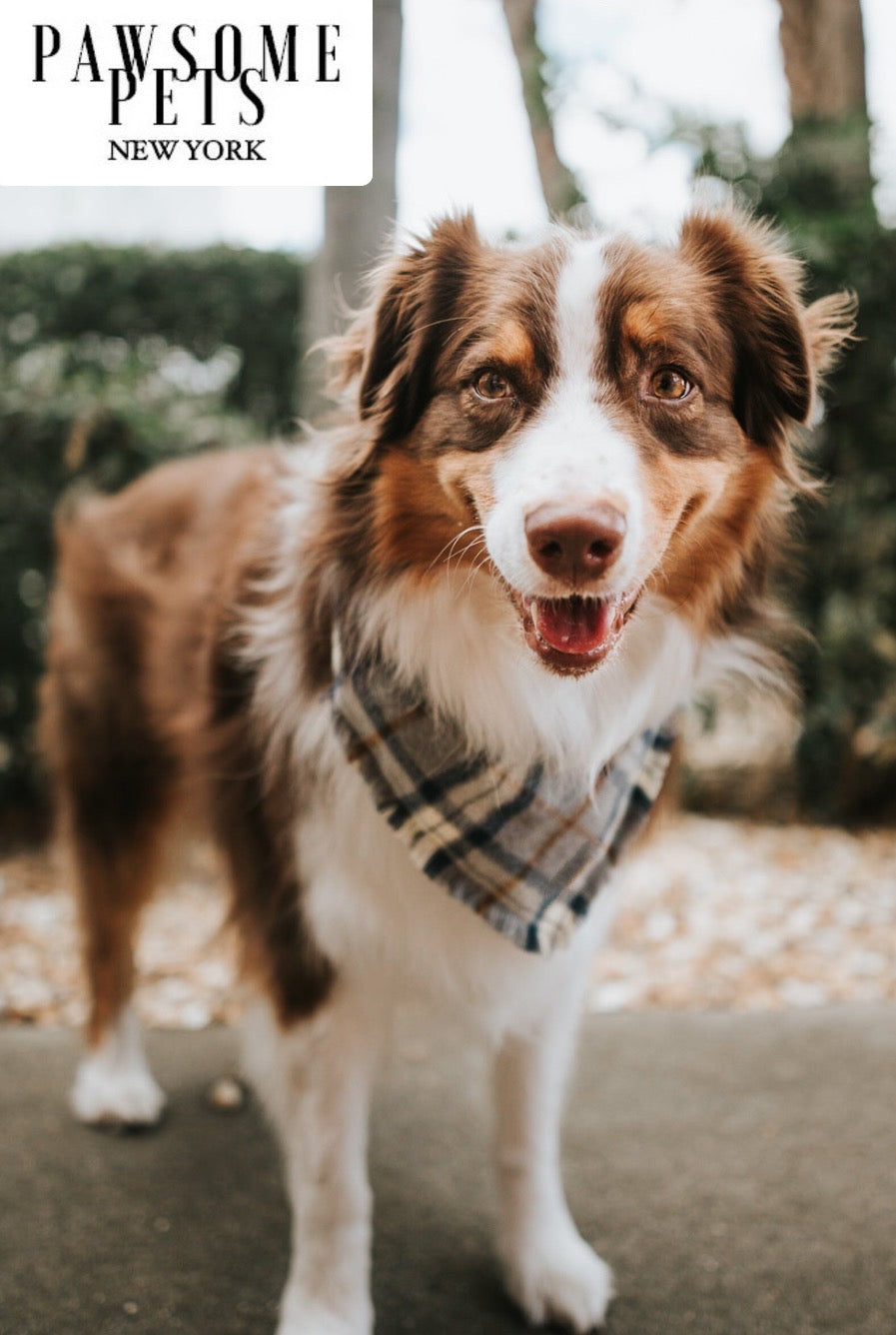 PET BANDANA - PORTER