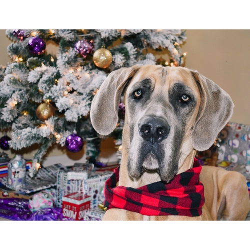 Red Check Dog/Hooman Scarf