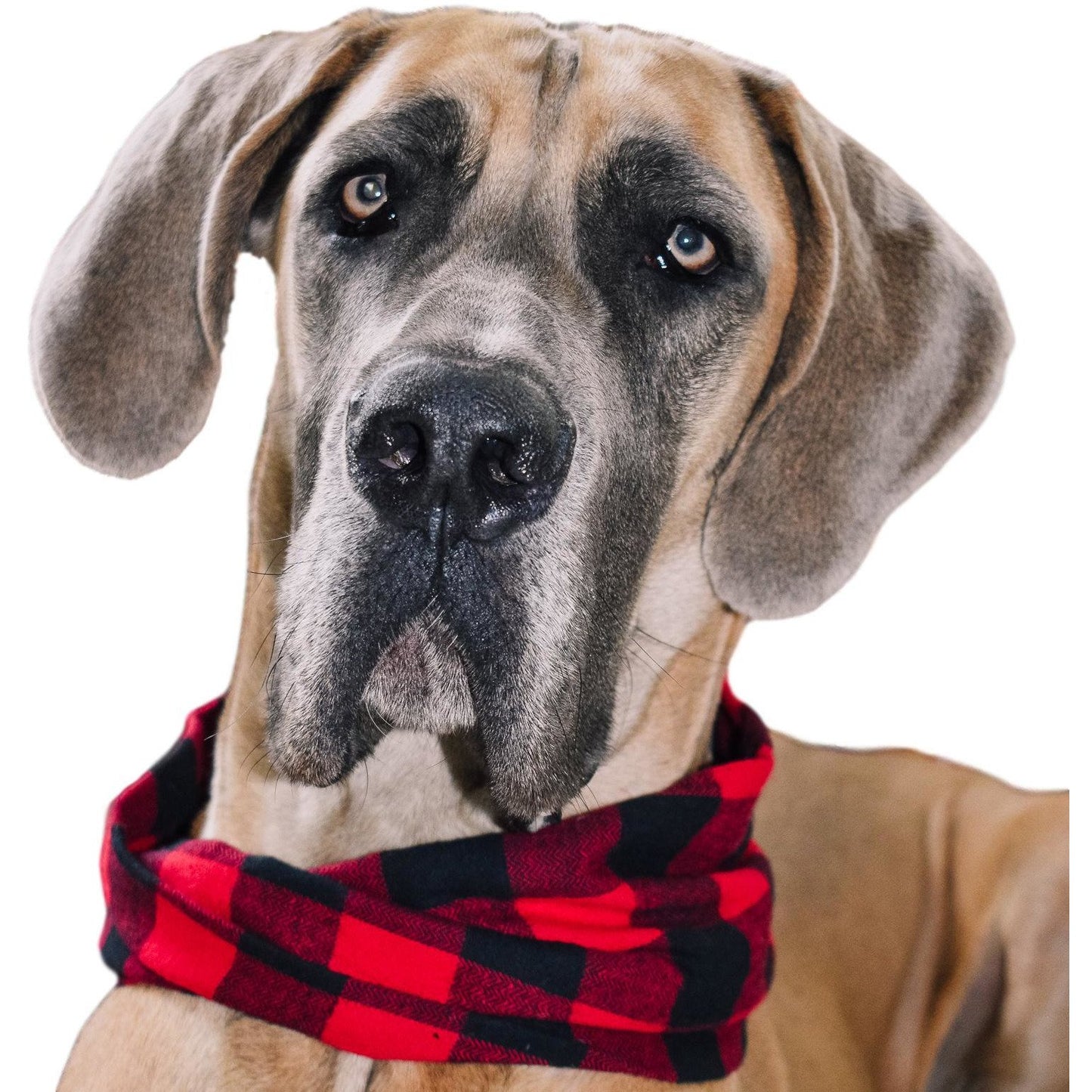 Red Check Dog/Hooman Scarf