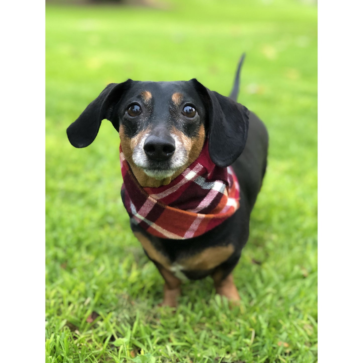 Orange Plaid Dog/Hooman Scarf