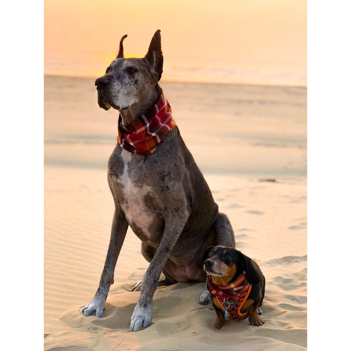 Orange Plaid Dog/Hooman Scarf