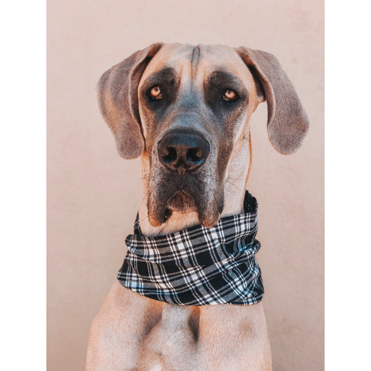 Blackberry Dog/Hooman Scarf