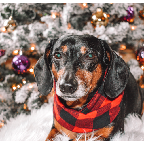 Red Check Dog/Hooman Scarf