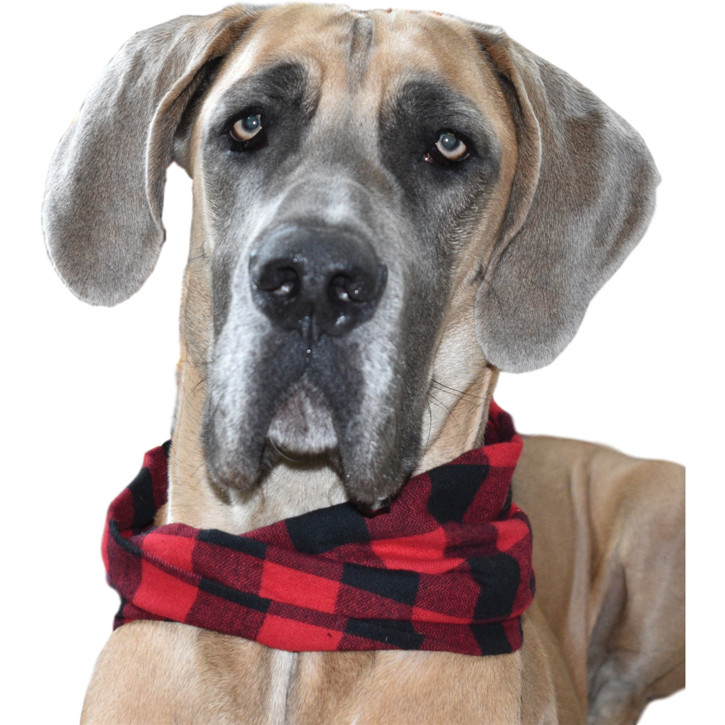 Red Check Dog/Hooman Scarf